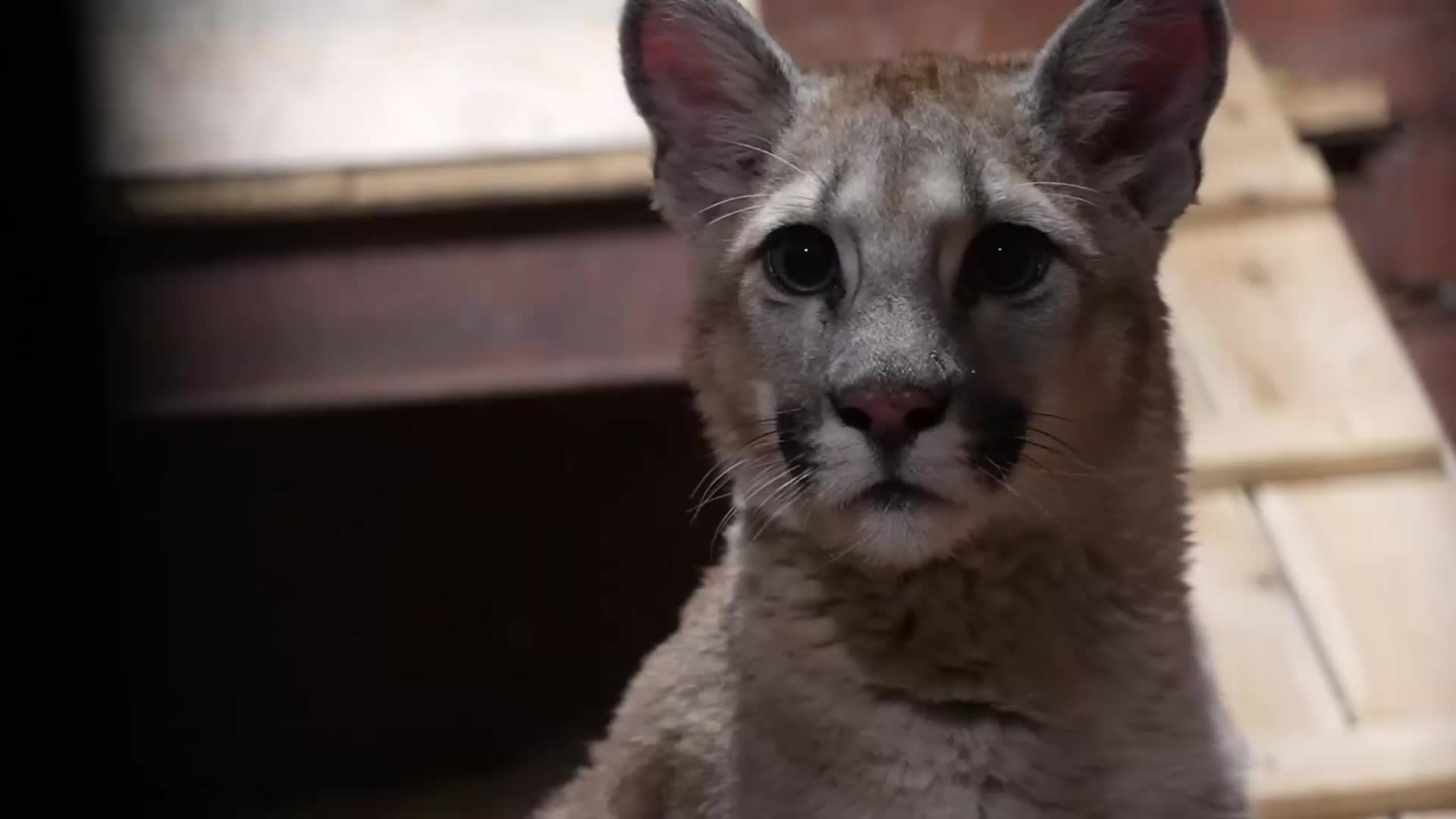 Детеныша пумы передали в Московский зоопарк после обращения жителя