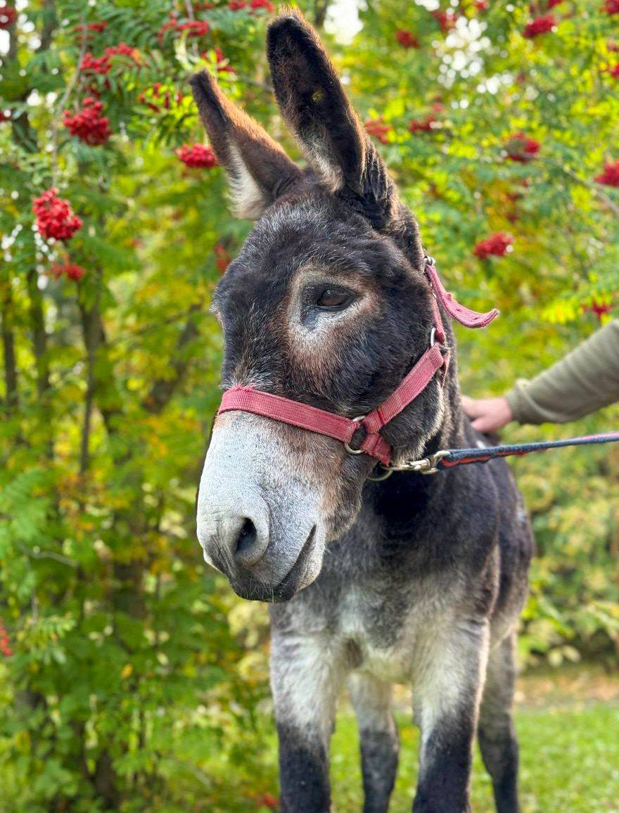 В Московском зоопарке поселился ослик Жорик Он приехал из зоны СВО Длительное время Жорик находился вместе с личным составом одного из воинских подразделений помогал перевозить снаряды Сейчас проходит карантин и привыкает к мирной жизни Позже с ним можно будет познакомиться лично на контактной площадке зоосада
