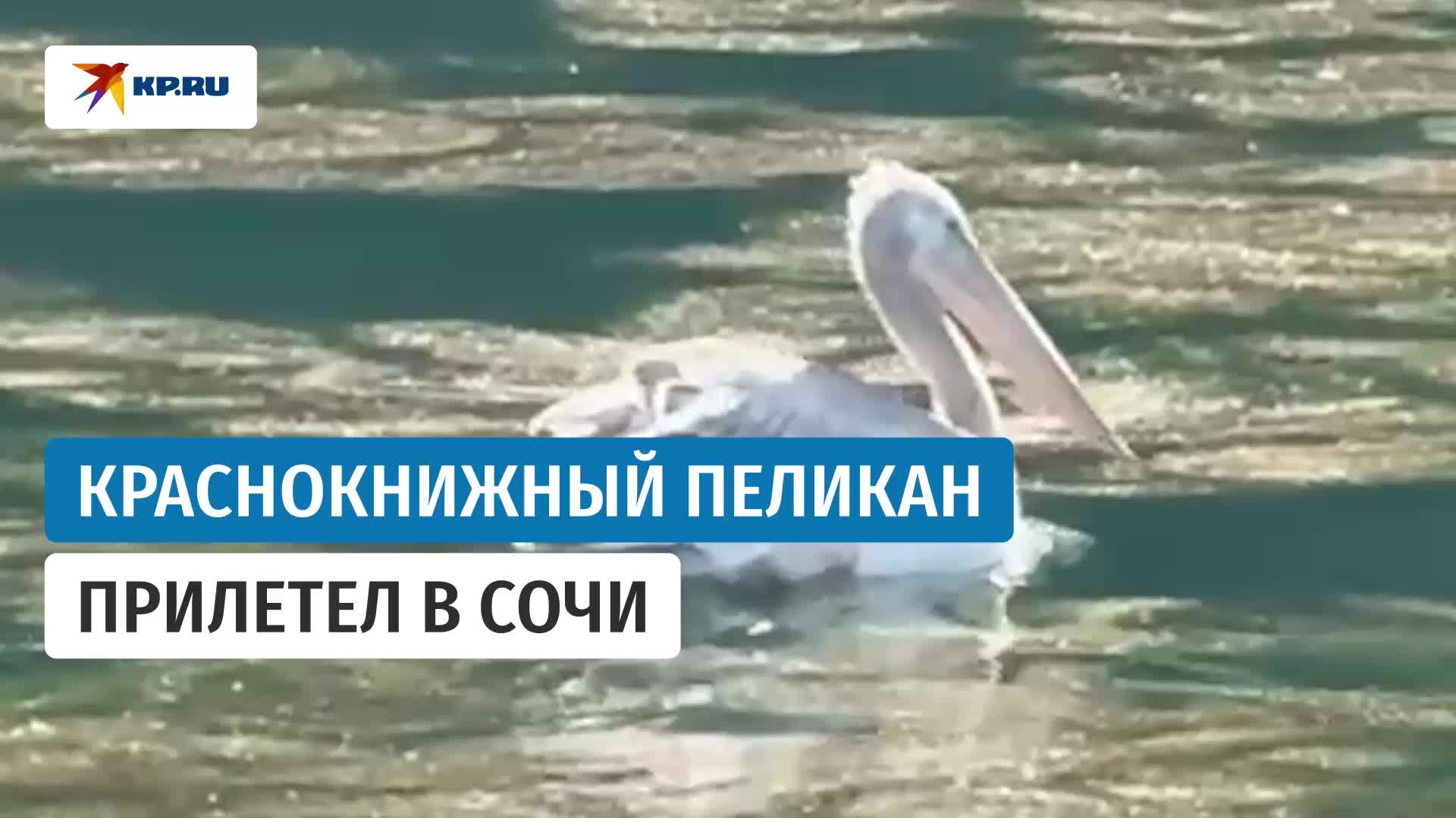 Редкий кудрявый пеликан замечен на Роза Хутор во время осенней миграции
