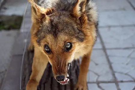 В деревне Чумна в Чайковском округе из-за выявленных случаев бешенства среди животных ввели карантин.  Из-за карантина в территории запретили проводить ярмарки, выставки и другие развлекательные мероприятия. В подсобных хозяйствах, где выявили бешенство, могут находиться только владельцы животных.     Источник    ЧП Пермь    Прислать новость