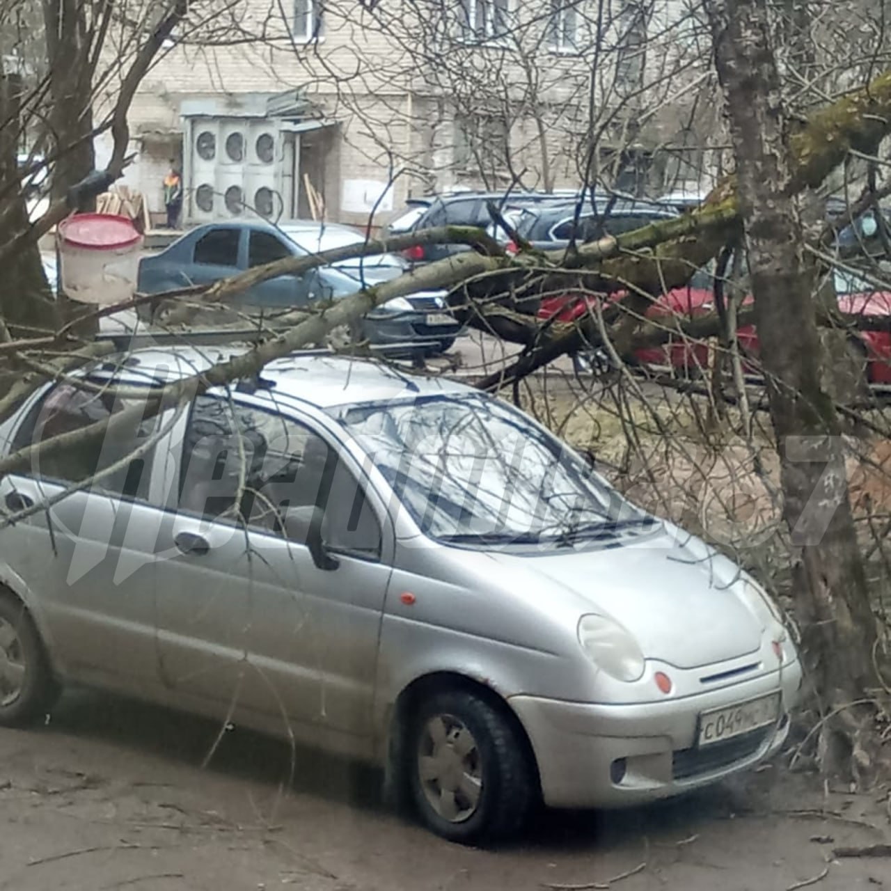 Ветер валит деревья в Смоленске  От падающих стволов страдают машины и здания    Важное в Смоленске