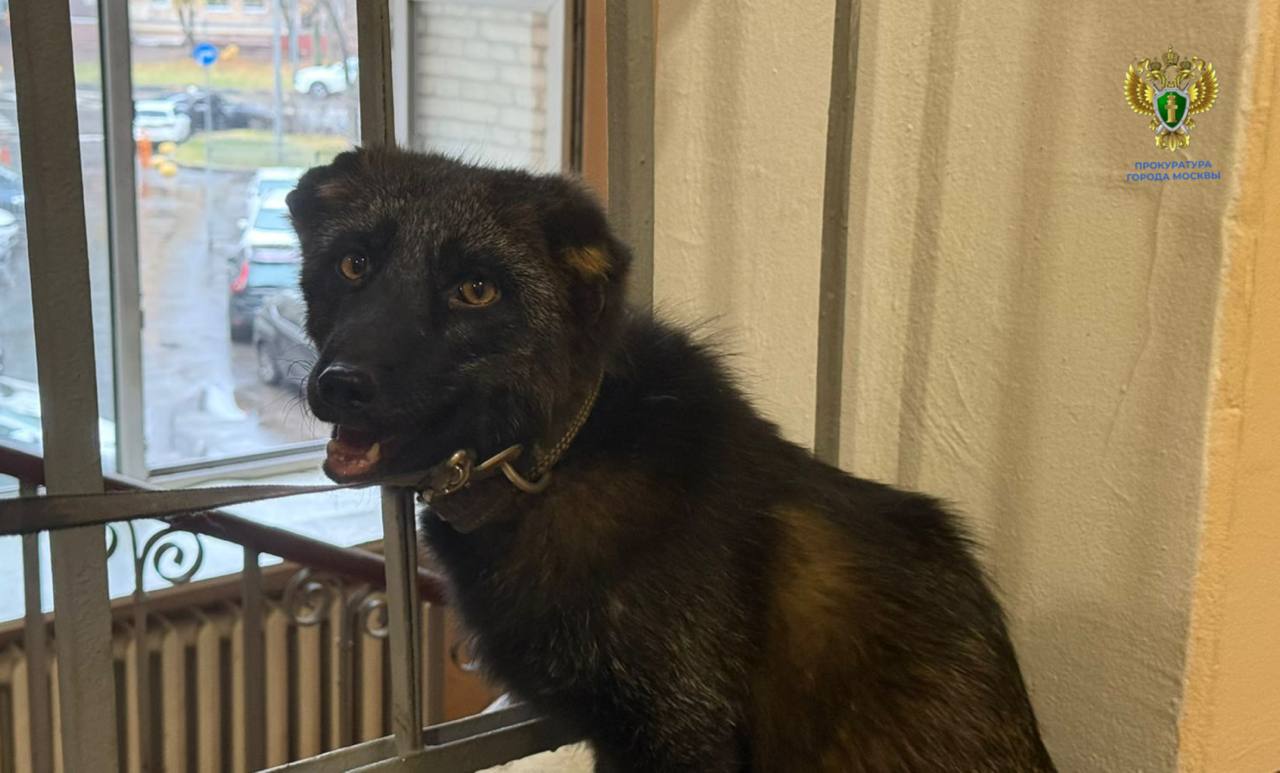 В московской квартире обнаружили мини ферму с лисой и курами Жители одного из столичных домов обратились в полицию с необычной жалобой соседи выгуливают чернобурую лису на поводке прямо во дворе Когда правоохранители приехали на место всё оказалось ещё интереснее В квартире обнаружили настоящий мини зверинец 15 кур 2 петуха несколько собак и ту самую лису по имени Нильс Животных содержали в обычной жилплощади Нильса изъяли и передали в Московский зоопарк для реабилитации там ему подберут подходящие условия и заботливых специалистов Что стало с пернатыми соседями по ферме не уточняется Подписывайтесь на