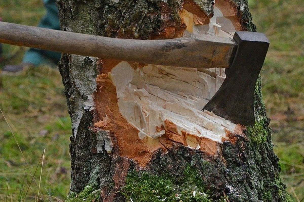 Незаконную рубку деревьев на землях лесного фонда РФ выявили в Дигорском районе  По результатам проверки, проведенной прокуратурой района совместно со специалистами территориального отдела «Дигорское лесничество выявлен факт незаконной рубки деревьев лиственной породы «Ольха черная» на территории земель лесного фонда РФ.  Как сообщили в прокуратуре республики, преступными действиями злоумышленников лесному фонду причинен имущественный вред на сумму свыше 77 тыс. рублей.  Возбуждено уголовное дело. Ход расследования уголовного дела поставлен на контроль.  Фото