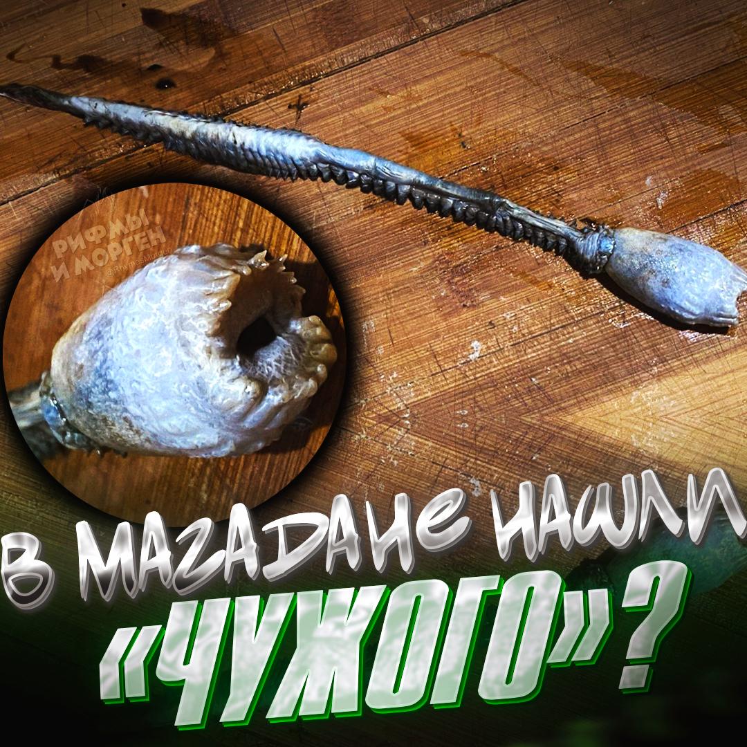 РЫБАКИ ИЗ МАГАДАНА ПОЙМАЛИ МОНСТРА — внутри камбалы, выловленной в Охотском море, мужики обнаружили странного паразита и перепугались!  Оказалось, это Nephtyidae polychaetes — полупереваренный многощетинковый червь с вывернутым наизнанку ротовым аппаратом.    — п#здец, какой он мерзкий    — а мне понравился, милый    Рифмы и Морген