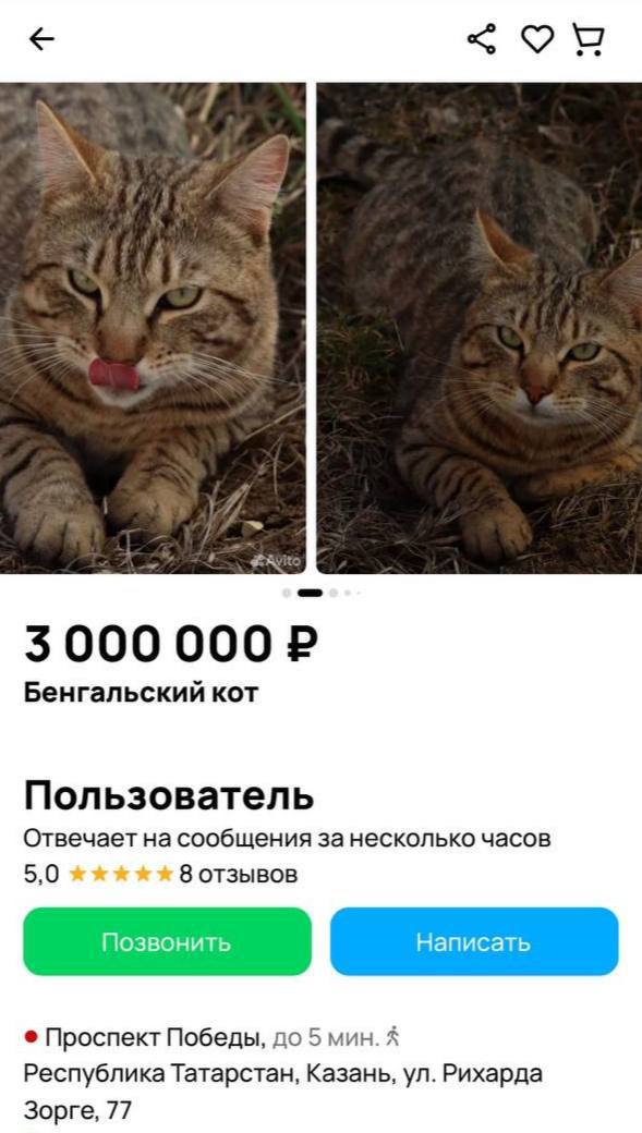 В Казани девушка продает кота за 3 миллиона рублей, чтобы закрыть ипотеку По её словам, котик очень умный, независимый и всегда общительный. Хвостик питается премиальным кормом и любит играть в догонялки