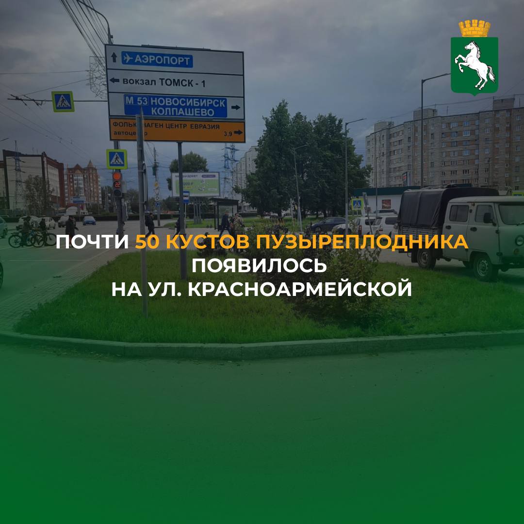 По сообщению городского департамента дорожной деятельности и благоустройства, рабочие высадили 23 куста желтого и 22 куста красного пузыреплодника на ул. Красноармейская в районе дома 123а. Растения появились вместо погибших хвойных деревьев.  - В прошлом году этот участок улицы был отремонтирован в рамках нацпроекта «Безопасные качественные дороги», тогда посадили елочки, но выживаемость вдоль дорог у хвойных растений, увы, низкая. Сейчас мы продолжаем озеленять улицу, высаживаем многолетние растения, которые хорошо растут в агрессивной среде и долгое время будут радовать томичей, - сказали сотрудники департамента.   Добавим, в этом году новые подрядчики в рамках национального проекта «Безопасные качественные дороги» продолжают ремонт пр. Академический вместе с развязкой, пр. Фрунзе, участок ул. Белинского от ул. Никитина до ул. Усова, ул. Интернационалистов и ул. Вокзальная. Также в рамках полученной экономии от ранее проведенных аукционов по нацпроекту идет ремонт участка пр. Ленина.  #БКД_Томск