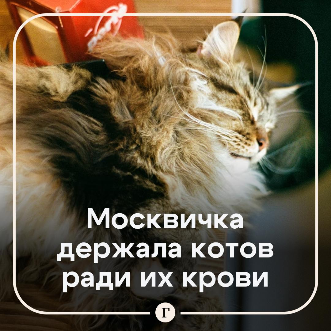 Заводчица держала в жутких условиях 60 мейн кунов вероятно ради их крови Женщина организовала питомник в Люберцах где поселила десятки животных Волонтеры утверждают что коты сидят в тесных клетках истощены страдают от блох лишая и других болезней За ними толком не убирают всюду грязь и остатки их жизнедеятельности При этом хозяйка по словам очевидцев регулярно публикует в группах объявления о продаже донорской кошачьей крови На данный момент активисты смогли забрать у женщины 20 кошек для лечения У них нашли серьезные болезни в том числе вирус иммунодефицита и лейкемию Остальные до сих пор находятся в питомнике Их кровь по прежнему может использоваться для переливания Читайте Газету Ru в MAX Участвуйте в розыгрыше