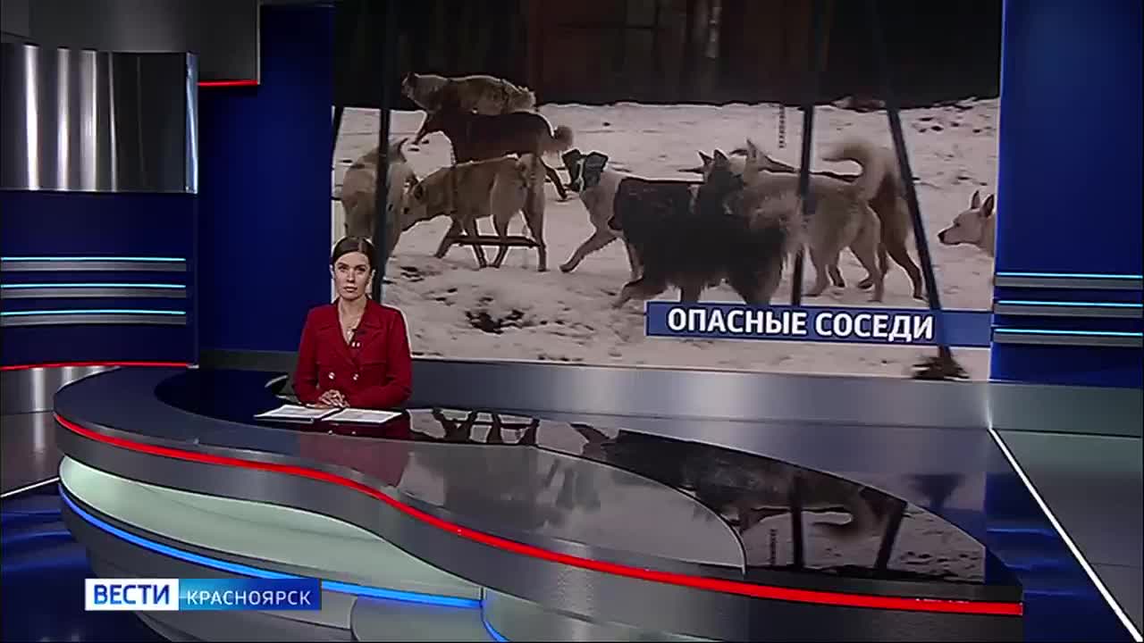 Собак не отловили в СНТ Теремок после трагедии с 10-летним мальчиком