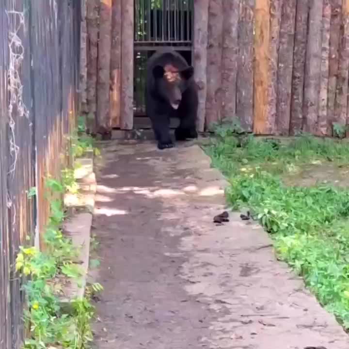 В хабаровском зоосаде поселился бурый медведь Буржуй