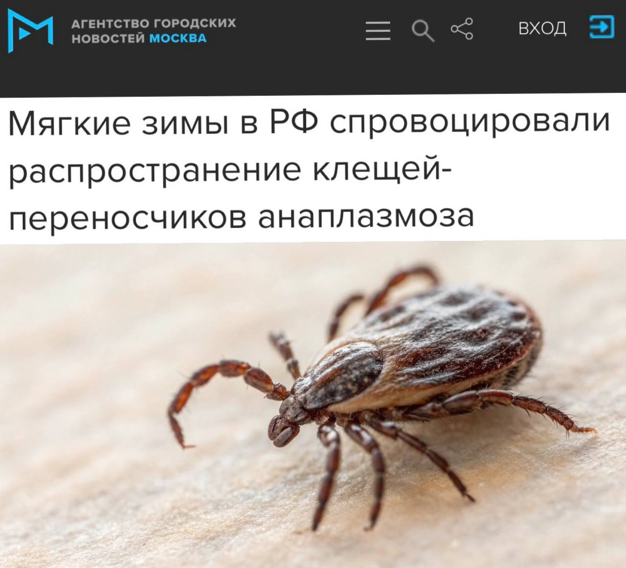 В России отмечается распространение клещей, переносчиков анаплазмоза, что связано с мягкими зимами. Ранее этот вид клещей встречался только в южных и восточных регионах страны, однако теперь они достигли и центральной России, включая Москву. Ученые связывают расширение ареала клещей с увеличением продолжительности их активного сезона из-за более теплой зимы. Пока новые мутации возбудителя болезни не обнаружены. Специалисты предупреждают, что при дальнейшем потеплении анаплазмоз может стать эндемичным заболеванием для всего Центрального региона России. Инфекция после укуса клеща может протекать бессимптомно, но в некоторых случаях вызывает температуру, слабость и анемию, которые обычно проходят в течение месяца.