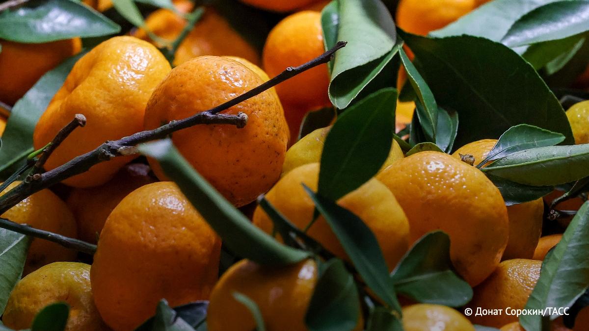 Стоимость килограмма мандаринов в России снизилась на 12 по сравнению с прошлым годом с 218 до 185 рублей При этом спрос на цитрусовые уменьшился на 6 сообщает Контур Маркета с результатами исследования которого ознакомился ТАСС