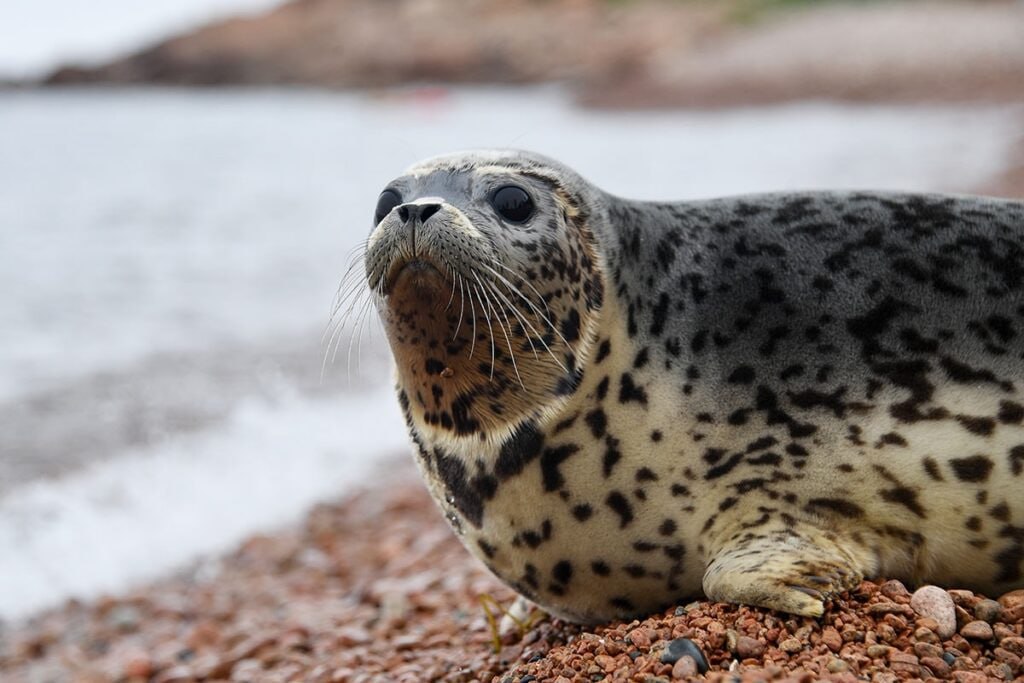 Россельхознадзор не выявил инфекций у погибших в Каспийском море тюленей Как заявили в управлении ведомства по Дагестану образцы проб исследовали в Федеральном центре охраны здоровья животных во Владимире Они не показали наличия ДНК вирусов Otrhopoxvirus микроорганизмов Mycoplasma и ряда возбудителей аденовируса Всего было проведено исследование по 21 заболеванию результаты всех оказались отрицательными сообщили ТАСС в Россельхознадзоре Подписаться на Говорит Москва Telegram VK MAX