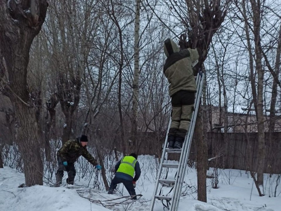 В Кирове в порядок привели около 300 деревьев. До весны дирекция благоустройства выполнит омолаживающую обрезку ещё тысячи деревьев.  Санитарную обрезку применяют на тополях и клёнах ясенелистных. Сегодня занимаются зелёными насаждениями на улицах Производственной, Пугачёва и Милицейской.