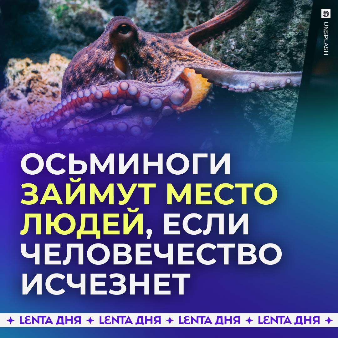 Если человечество исчезнет с планеты, то место людей займут… осьминоги.  Учёные уверены, что эти моллюски обладают ключевыми качествами, чтобы эволюционировать и создать цивилизацию. Эти животные обладают удивительной ловкостью и интеллектом, позволяющим решать сложные проблемы.  При этом эксперты считают, что осьминоги вряд ли приспособятся к жизни на суше. Однако они могли бы строить подводные сообщества, напоминающие наши сухопутные города