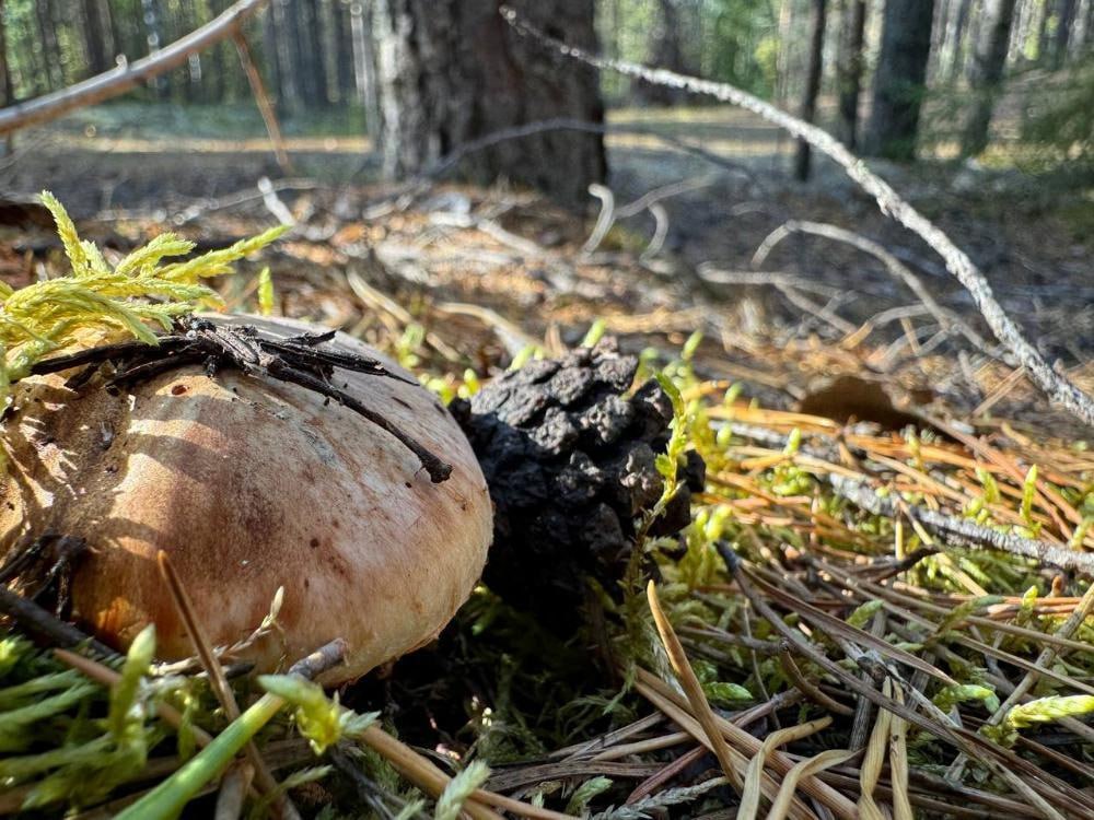 Бюджет Поморья выделил 160 млн на детский отдых Из этих денег проиндексированы сертификаты на лагеря Как сообщил губернатор Архангельской области В этом году в областном бюджете на организацию детского отдыха предусмотрено почти 160 млн рублей По его словам такая поддержка снижает нагрузку на семьи и даёт возможность большему числу детей провести каникулы в лагере Суммы компенсации следующие Для детей находящихся в трудной жизненной ситуации детей участников СВО и детей из многодетных семей размер выплаты составит 1553 рубля в день для остальных 1085 рублей В палаточных лагерях региона для указанных льготных категорий предусмотрено 1498 рублей в день для остальных детей 1049 рублей Повышенные размеры сертификата установлены для стационарных и палаточных лагерей расположенных в районах Крайнего Севера Архангельской области для льготных категорий 1638 и 1617 рублей в день соответственно для остальных 1178 рублей стационарный лагерь и 1122 рубля палаточный При направлении ребёнка в стационарные лагеря за пределами Архангельской области размер сертификата составляет от 793 до 1320 рублей в день в зависимости от категории семьи