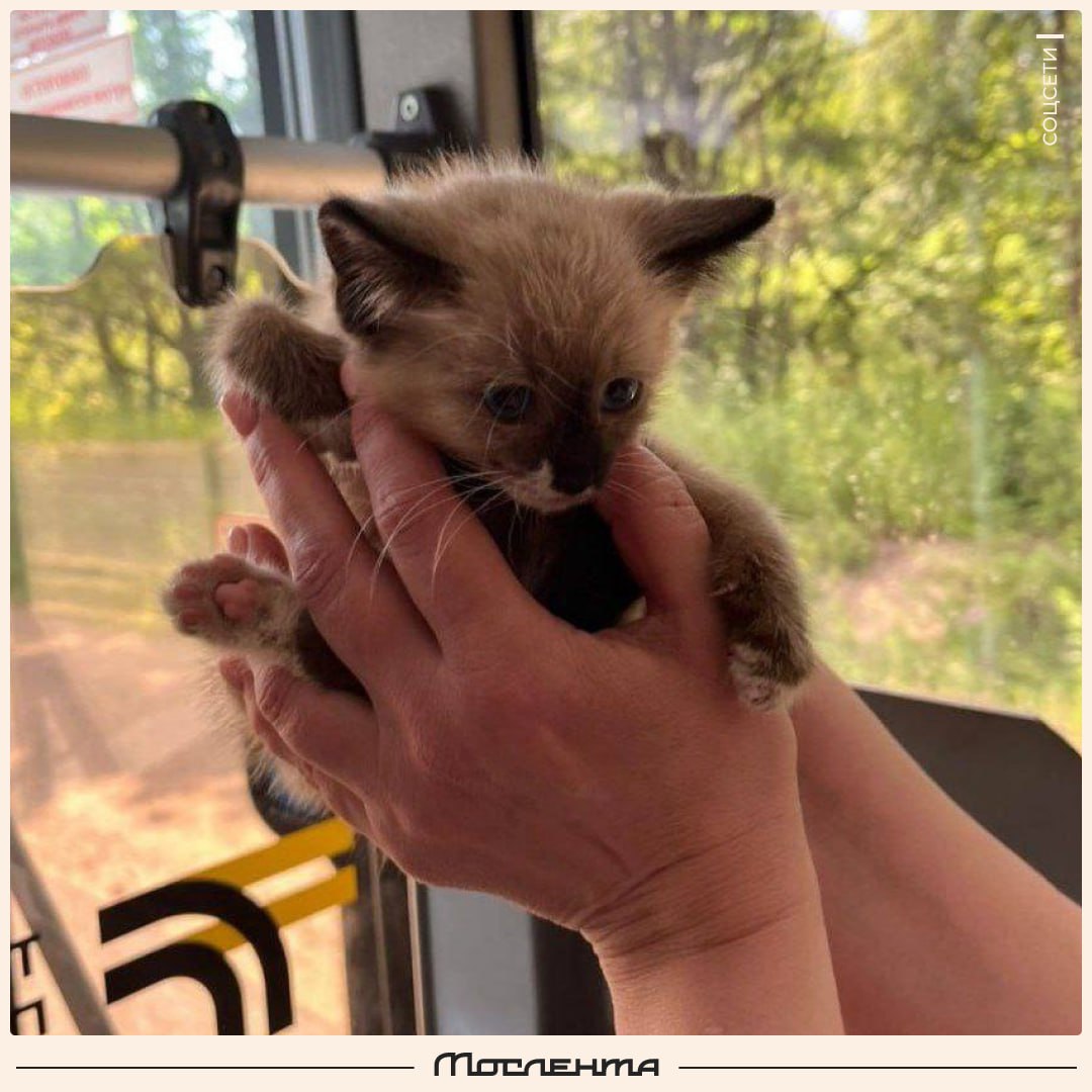Котёнка по имени Гав спас водитель автобуса в Подмосковье.  Он случайно заметил крохотный комок на обочине. Мамы-кошки рядом не было, а оставлять его одного на дороге было опасно. Поэтому он остановился и забрал котёнка в салон. Там малыша увидела пассажирка и уже не смогла расстаться с ним. В итоге домой они вернулись вместе.   Теперь у котёнка есть семья и имя — Гав