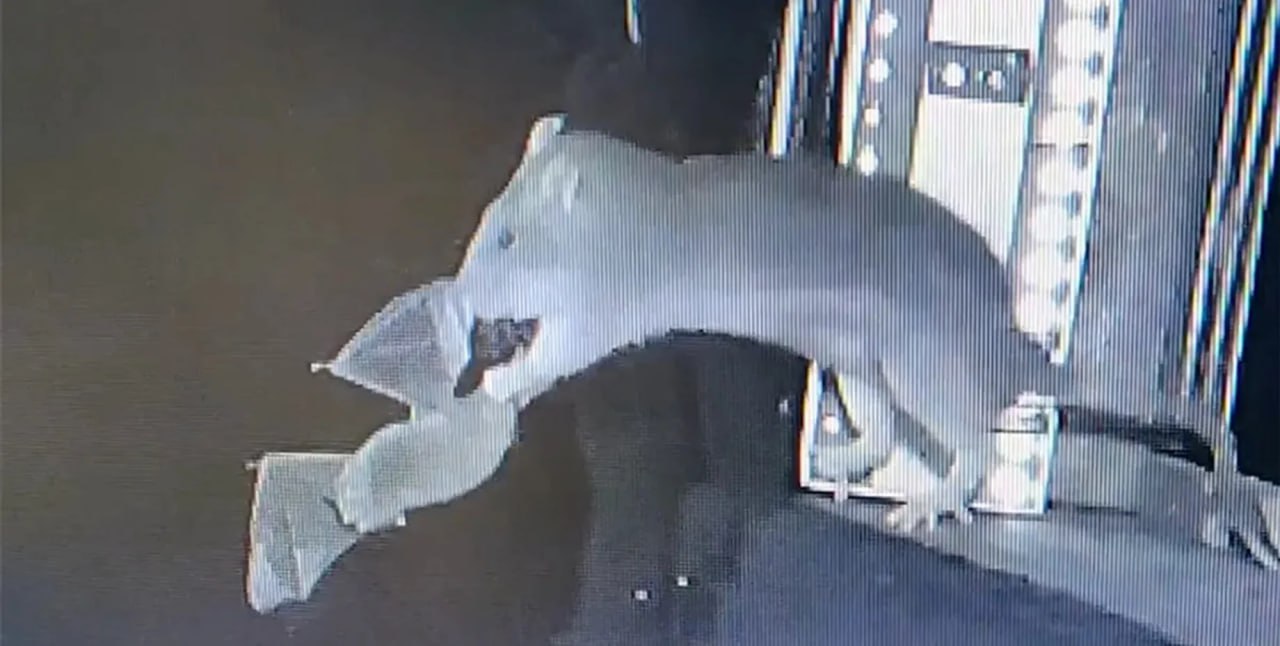 Гигантские крысы ловят летучих мышей просто в воздухе получено первое в истории видео Исследователи впервые в истории засняли на видео того как крысы охотятся на летучих мышей в воздухе Животные просто стояли на выступе пещеры ночью и ловили пролетающих мимо летучих мышей Подробнее читайте в нашей рубрике Фокус Наука