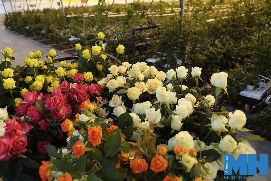 В Минске ожидается повышенный спрос на цветочную продукцию Это связано с тем что 2026 й объявлен Годом белорусской женщины Минский парниково тепличный комбинат готов к ажиотажу и обещает порадовать широким ассортиментом красивых и свежих цветов Обычно срезается 3 5 4 тыс роз в день но к 8 Марта эта цифра увеличится до 6 8 тыс Всего на предприятии культивируется 20 сортов роз включая 12 одноглавых и восемь кустовых Минск Новости MINSKNEWS BY Telegram Viber FB VK Inst TikTok YouTube