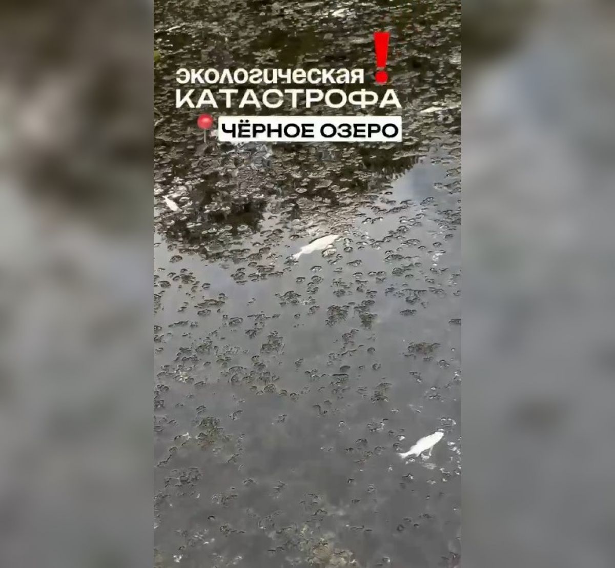 Теперь озеро действительно Черное. Воронежцев шокировало усыпанное мертвой рыбой озеро Региональное минприроды уже выясняет причины произошедшего. Воронежцы же называют ситуацию экологической катастрофой. ↗ Прислать новость Подписаться
