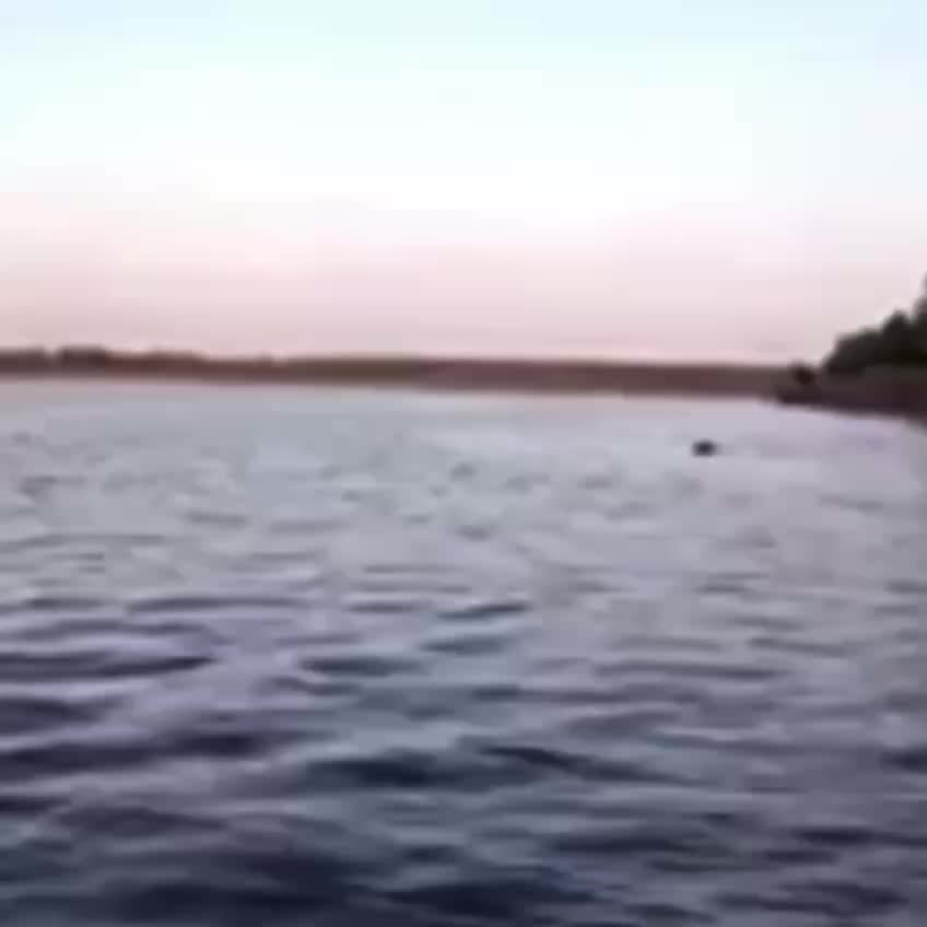 Медведи переплывают реки и купаются в заповедниках