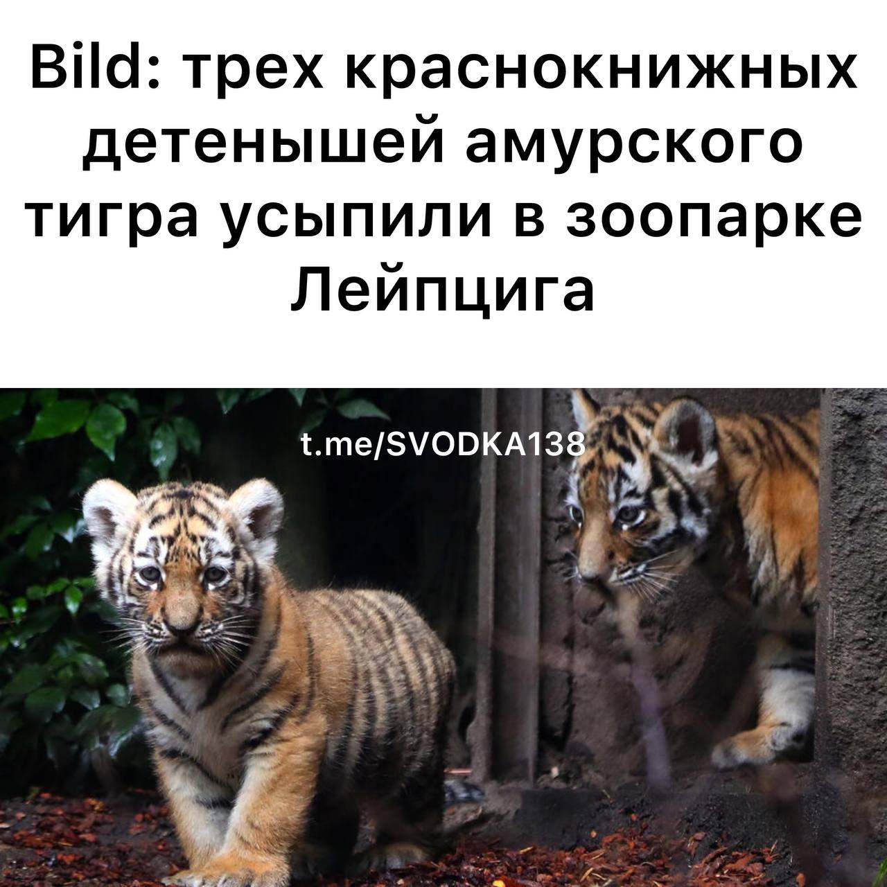 Зоопарк в немецком Лейпциге принял решение усыпить трех краснокнижных детенышей амурского тигра из-за отказа матери воспитывать их. Об этом 9 августа сообщила газета Bild со ссылкой на организацию.   Тигрица Юшка заботилась о детенышах первые часы после родов, однако позднее отказалась их кормить. По словам директора зоопарка Йорга Юнхольда, подобный случай очень печален и характерен для неопытных матерей в животном мире. Отмечается, что тигрица не обращала внимания на своих малышей в течение нескольких дней, из-за чего они очень ослабли.   "Мы дали Юшке время набраться как можно больше опыта, но сегодня пришлось усыпить потомство", – издание приводит слова директора зоосада.   Ветеринар зоопарка Андреас Бернхард заявил, что, если детеныши не активничают, то у матери пропадают стимулы к образованию молока, из-за чего специалисты должны "взять на себя тяжелую ответственность" и усыпить малышей.  Напомним, амурский тигр является одним из самых редких видов хищников на планете и занесен в Международную Красную книгу.