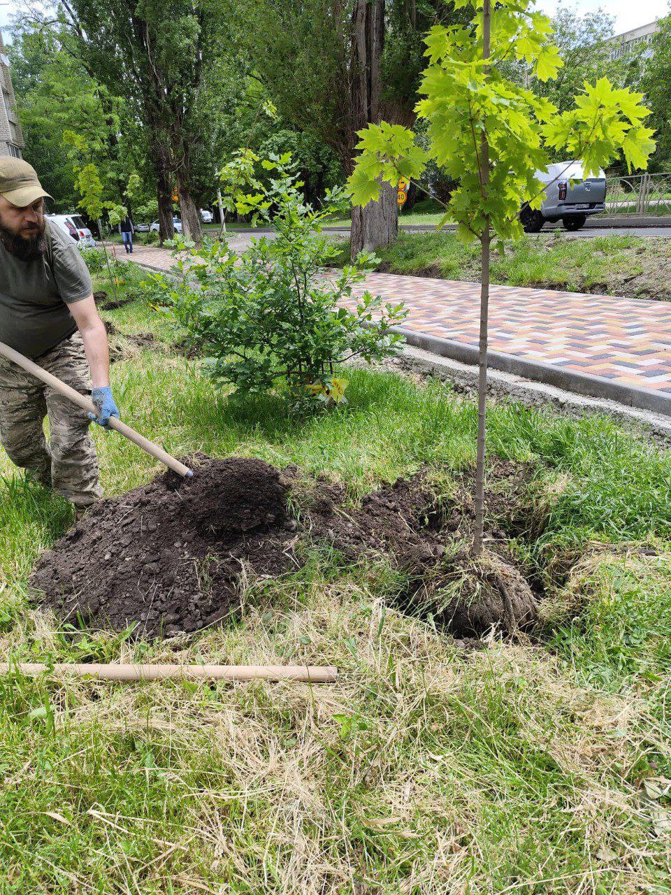 На днях мы высадили 63 остролистных клена и 10 елей на проспекте Кулакова по обеим сторонам от улицы Ленина и в районе пересечения с улицей Коломийцева. Также клены появились и на улице Морозова в районе пересечения с улицей Л.Толстого. Высадка продолжится осенью - в самое благоприятное время для адаптации зелёных насаждений на новом месте. Всего в этом году планируем посадить около 5 тысяч деревьев на красных линиях, внутриквартальных участках и в городских лесах.