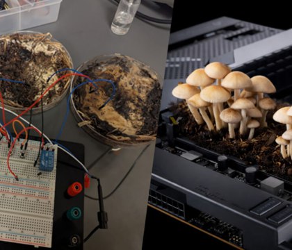 Ученые смогли превратить мицелий грибов в оперативную память Журналисты портала Videocardz обратили внимание на довольно любопытный эксперимент проведенный исследователями из Университета штата Огайо Ученые попытались создать органические мемристоры из мицелия грибов Мемристор представляет собой пассивный электронный компонент способный изменять свое сопротивление в зависимости от пропущенного через него тока