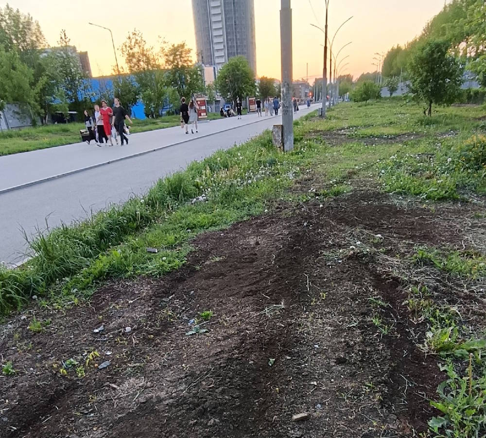 В Перми скосили часть дикоросов, посаженных городскими экоактивистами. Посадки скосили и слегка распахали на улице Крупской. «До исполнителей не дошла информация о том, что этот участок нельзя косить. Пытаемся договориться о поливе», - говорит экоактивист Надежда Баглей. В мае экоактивисты начали высаживать поляны из дикоросов - полезные цветники с местными цветами и злаками. Медоносные поляны будут созданы на девяти локациях города. Это Сад Соловьев, Ивовая аллея на Гайдара, 12б, пешеходная улица Крупская у Телебашни, школа «Синтез», «Экошола», школа на улице Самаркандской, территория у общественного центра «Гармония» на улице Танкистов, 12, а также речка Гусянка и Серебрянский парк на Данилихе. Так экоактивисты надеются восстанавливать природу в Перми и разнообразить видовые растения для комфортного микроклимата. >