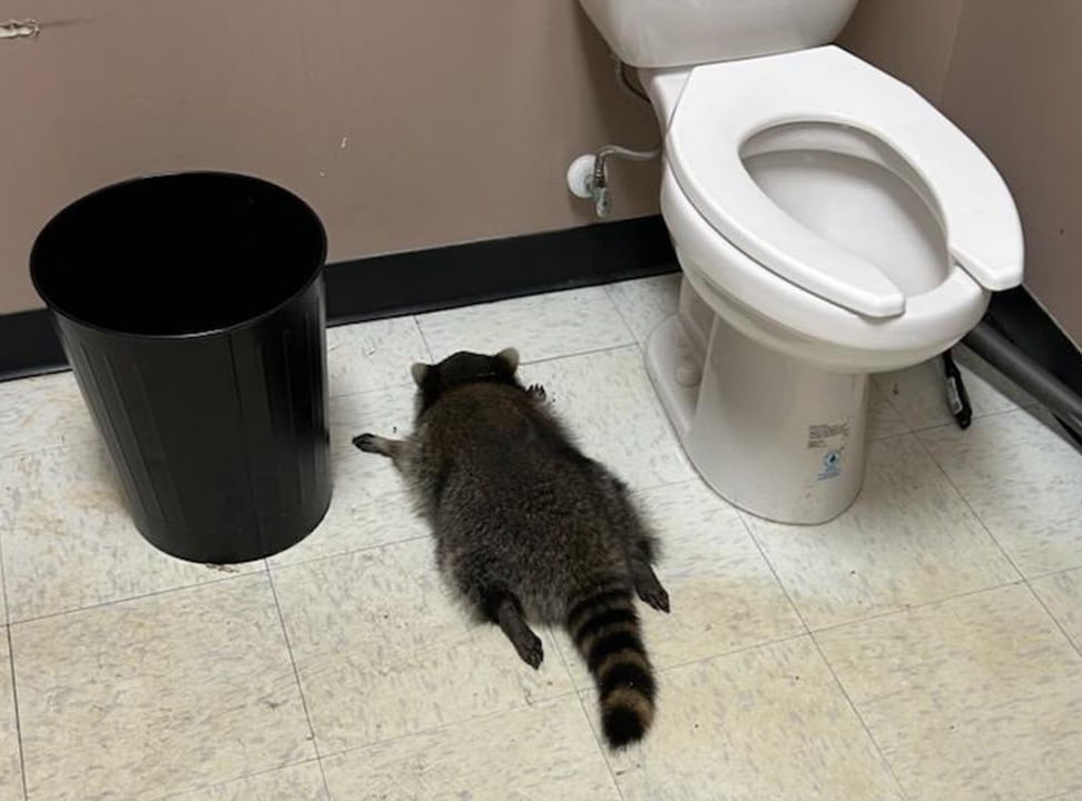 В США енот пробрался в алкогольный магазин напился и разгромил витрины Инцидент произошел ночью в штате Вирджиния Утром сотрудники полиции нашли пьяного зверька в туалете алкомаркета и отвезли его в приют для животных Там енот провёл несколько часов восстановил свое здоровье и в итоге был отпущен обратно в лес Подписаться на truekpru Читать нас в MAX