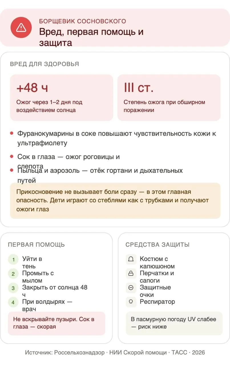 Россельхознадзор предупреждает недобросовестные продавцы пытаются продавать семена борщевика Сосновского на онлайн площадках иногда под видом съедобного борщевика обыкновенного Что важно знать За выращивание борщевика Сосновского на своём участке грозит штраф закон вступил в силу с 1 марта 2026 Ведомство уже проводит контрольные закупки Сок растения вызывает серьёзные химические ожоги которые проявляются через 1 2 дня на солнце Будьте внимательны при покупке семян проверяйте латинское название безопасный вид Heracleum sphondylium опасный Heracleum sosnowskyi