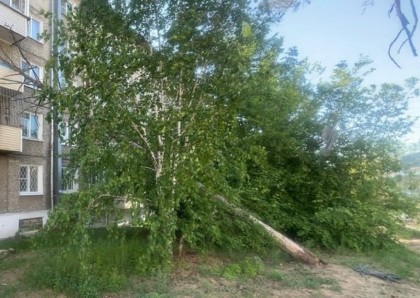 В столице Бурятии дерево грохнулось прямо на балкон В Улан-Удэ упавшее дерево повредило балкон. Всё произошло 8 июня на улице Жердева, 108. Зелёное насаждение повредило стеклопакет на четвёртом этаже, рассказали в комитете муниципального контроля городской администрации. Специалисты тут же отправились на место. Когда они прибыли туда, местное ТСЖ «уже устраняло последствия падения. Комитет потребовал от товарищества объяснений. Если нарушение правил содержания зелёных насаждений подтвердится, ТСЖ придётся раскошелиться фото – комитет муниципального контроля