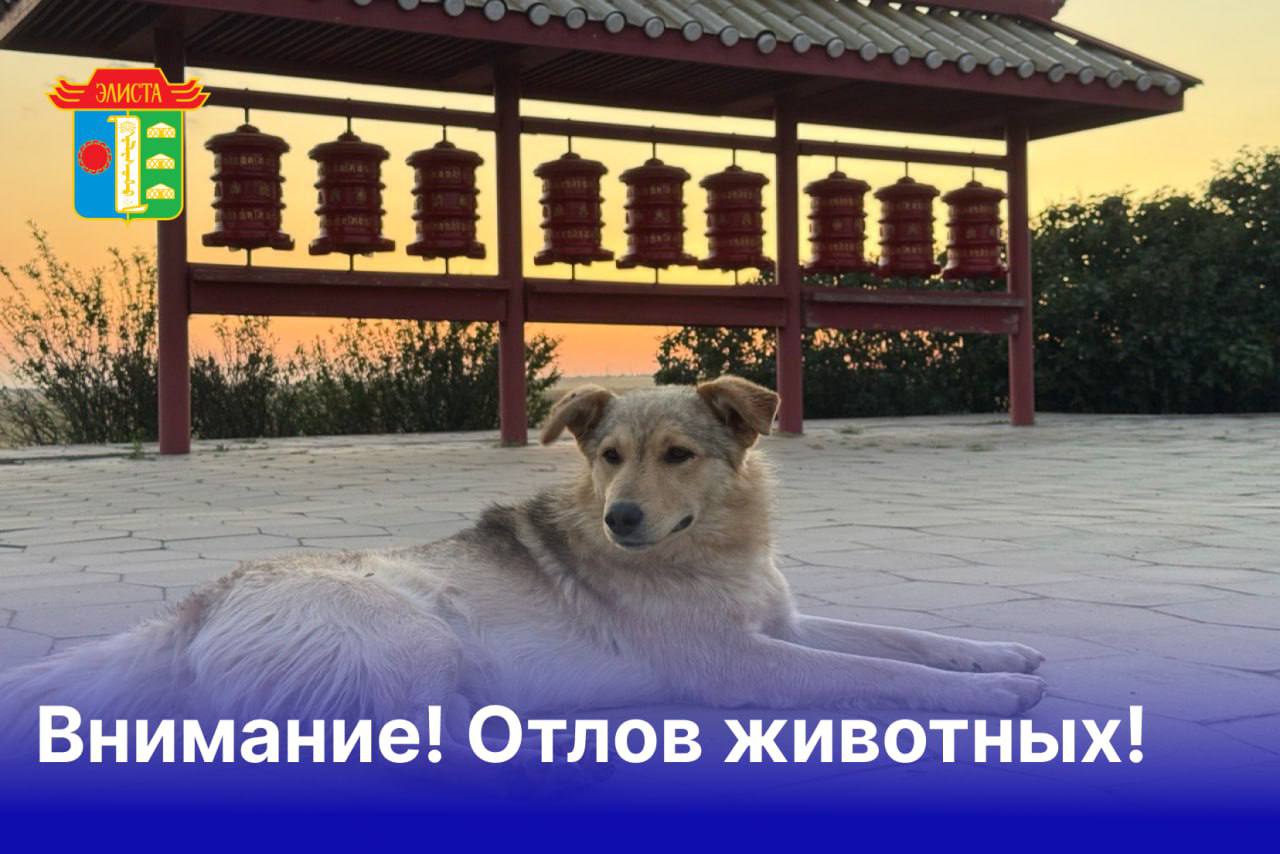 Внимание В связи с многочисленными заявками и обращениям граждан по поводу отлова животных собак без владельцев составлен график планируемых отловов в черте города Элиста силами БУ РК Республиканская СББЖ 10 09 Центральный район 11 09 Восточный район 12 09 Западный район 13 09 Северо западный район 14 09 Центральный район В последующем график отлова будет составляться еженедельно согласно поданным заявкам по районам города Элиста