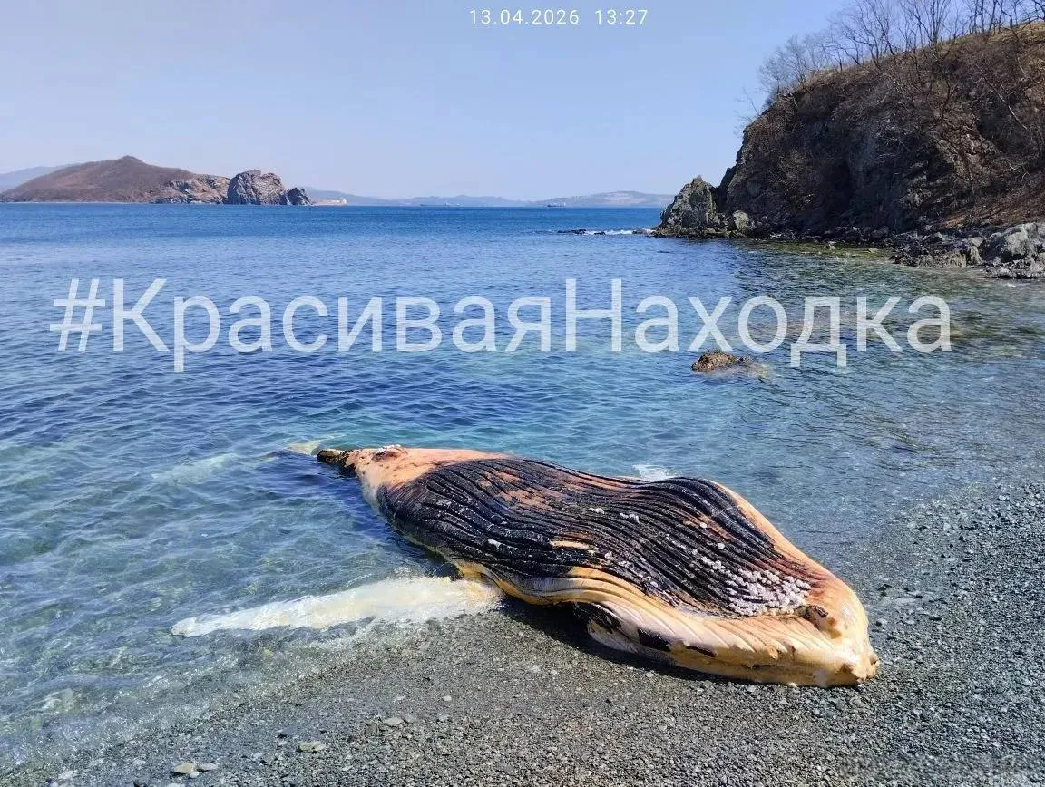 На дикий пляж в Находке выбросило тушу кита В Находке на побережье вблизи бухты Мусатова обнаружена туша мертвого кита Морское млекопитающее вынесло на один из диких пляжей сообщение об этом появилось в местных социальных сетях По предварительным оценкам очевидцев животное не похоже на малого полосатика кита Минке который наиболее распространен в приморских водах Предполагается что на берег выбросило горбатого кита также известного как длиннорукий полосатик Источник Красивая Находка Читайте нас в MAX Deitaru