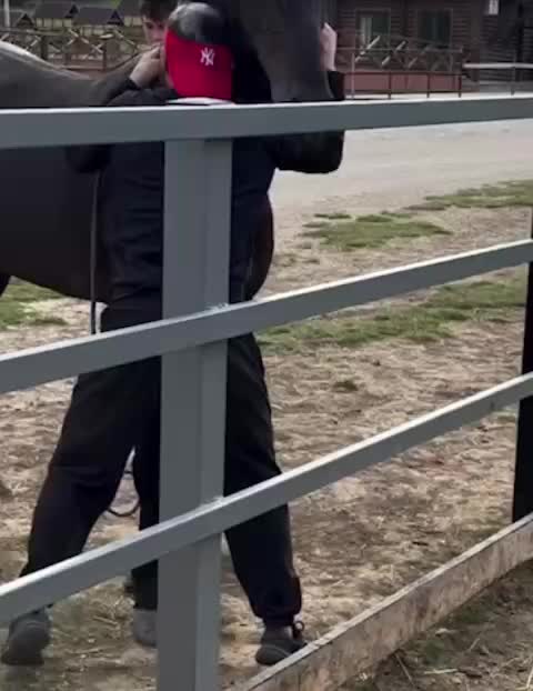 Конь в Дагестане защитил сородича, укусив жокея за голову