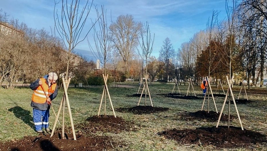 В Петербурге на проспекте Юрия Гагарина высадили 20 черёмух  Эти деревья стали одними из последних высаженных растений этой осенью. Черёмуха стала дополнением к сирени и вишнёвым деревьям, высаженных в 2022 и 2023 годах.  Автор фото: Правительство Петербурга