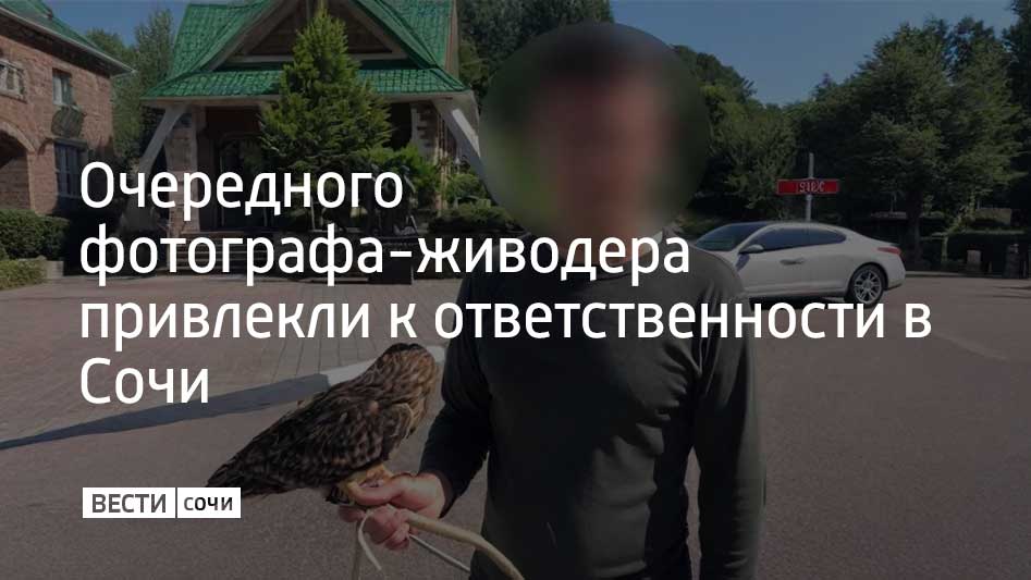 43-летний приезжий предлагал туристам фотографию с совой на смотровой площадке в Адлерском районе. Необходимых разрешений у него не было.  Птицу изъяли и передали специалистам санатория, а на мужчину составили административный протокол, сообщили в УВД по г. Сочи. Фотографу грозит штраф или административный арест.