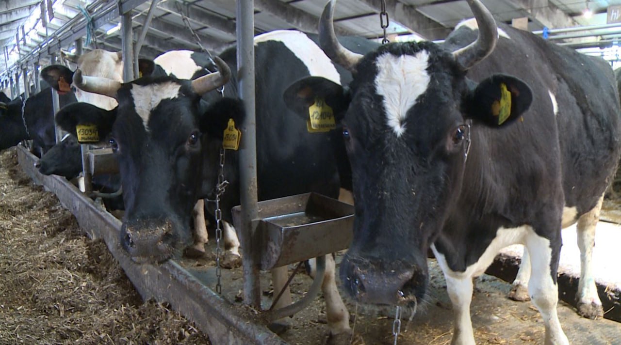 С начала 2025 года Орловская область отправила больше 208 тонн молочки в другие страны И это почти в 70 раз больше чем в аналогичный период прошлого года Об этом сообщили в территориальном Управлении Россельхознадзора Так в Узбекистан отправили 205 тонн молочной сыворотки а в Туркменистан 3 3 тонны сыра и сырного продукта Вся продукция прошла лабораторные испытания которые подтвердили качество и безопасность товаров Всего же по данным Орелстата на 1 октября в регионе насчитывается больше 114 тысяч голов крупного рогатого скота из которых 31 5 тысяча коровы И это только в сельхозорганизациях А с начала года было надоено больше 88 тысяч тонн молока В среднем от одной орловской коровы надоено больше 5 5 тонн молока что на 242 кг выше прошлогоднего показателя Perviy Oblastnoi Мы в МАХ