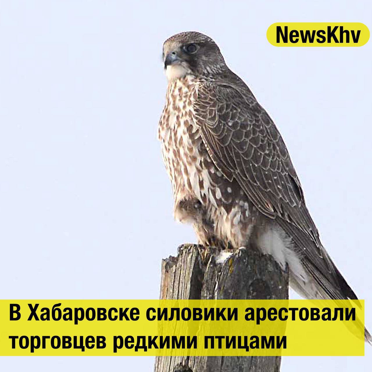 В Хабаровске силовики арестовали  торговцев редкими птицами  По данным следствия, в январе этого года в квартире на улице Фрунзе сотрудники Пограничного управления ФСБ обнаружили четырех кречетов — редких хищных птиц, занесенных в Красную книгу.  По версии следствия, мужчины планировали продать их за границу. Чтобы облегчить перевозку, птицам ввели препарат для усыпления, однако в результате они погибли. На месте происшествия проведен осмотр, назначены экспертизы.  Один из задержанных отправлен под стражу, второй помещен под домашний арест. Ведется следствие.  Кстати, Хабаровск