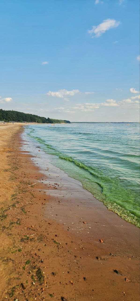 Вода у берегов Финского залива позеленеет из-за цветения синезелёных водорослей — они активно размножаются при +21°С, сообщили в Росприроднадзоре.