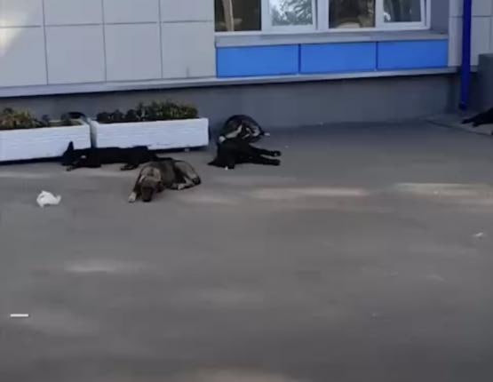 Житель Таганрога отбился от бездомных собак с помощью перцового баллончика  В Таганроге в районе НИИ связи на улице Седова местный житель использовал перцовый баллончик, чтобы защититься от агрессивной стаи бездомных собак.     Инцидент произошёл во время прогулки с щенком – на мужчину и его питомца внезапно напали несколько псов. По словам пострадавшего, это уже не первый случай, подобные нападения происходят в этом районе регулярно. Он утверждает, что местные власти не предпринимают необходимых мер по отлову животных, из-за чего стая продолжает расти и захватывать территорию, включая детскую спортплощадку возле НИИ.    Мужчина подчеркнул, что прибег к самообороне вынужденно, поскольку численность и агрессия бездомных собак делают район опасным для прохожих.   Подписаться на "Новости Ростова"    Прислать новость