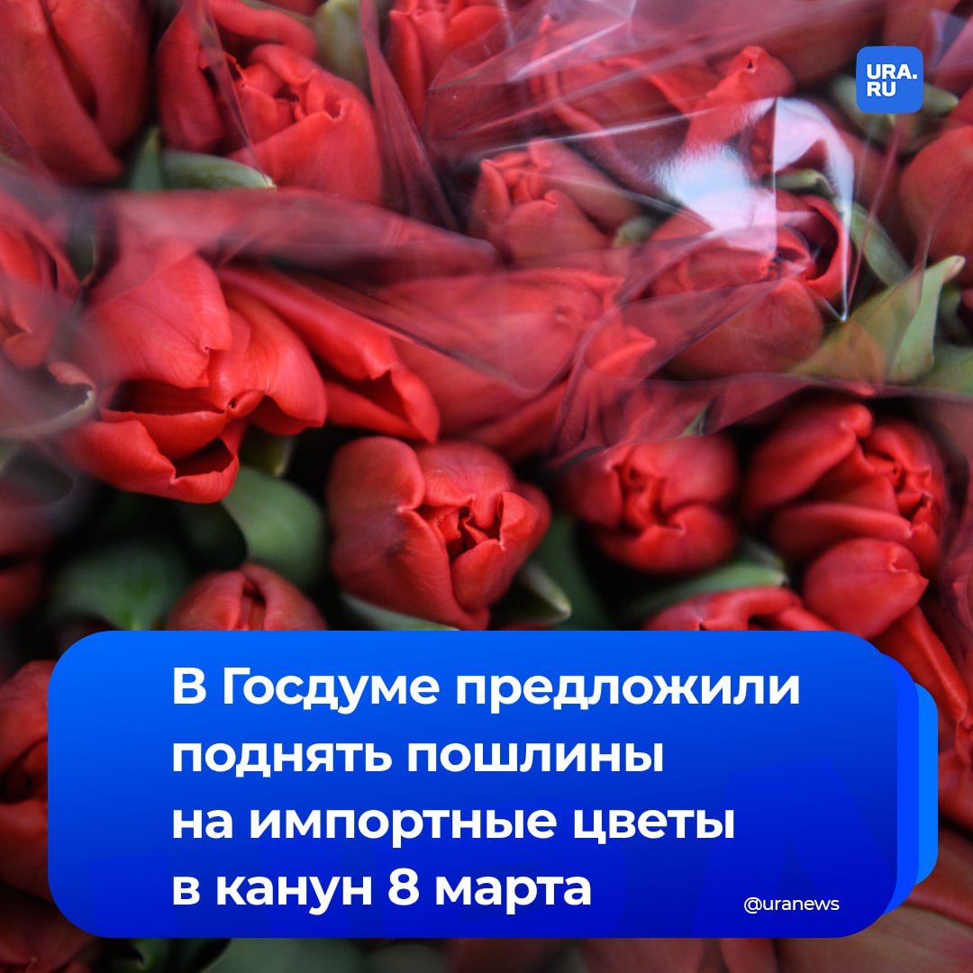 «Надо поддерживать российских цветоводов»: депутат Госдумы Дмитрий Гусев предложил поднять пошлины на импортные цветы в канун 8 марта, а для российских производителей снизить НДС до 10%. Соответствующее обращение он направил главе Минсельхоза Оксане Лут, есть в нашем распоряжении.   По словам Гусева, цветочная отрасль России продолжает находиться в зависимости от зарубежных поставок — в 2024 году доля импорта составляла 70-80%. Почти половина из них поступали из Нидерландов. По мнению парламентария, принятие инициативы снизит количество импортных цветов на рынке, а также подтолкнет к развитию российских производителей.