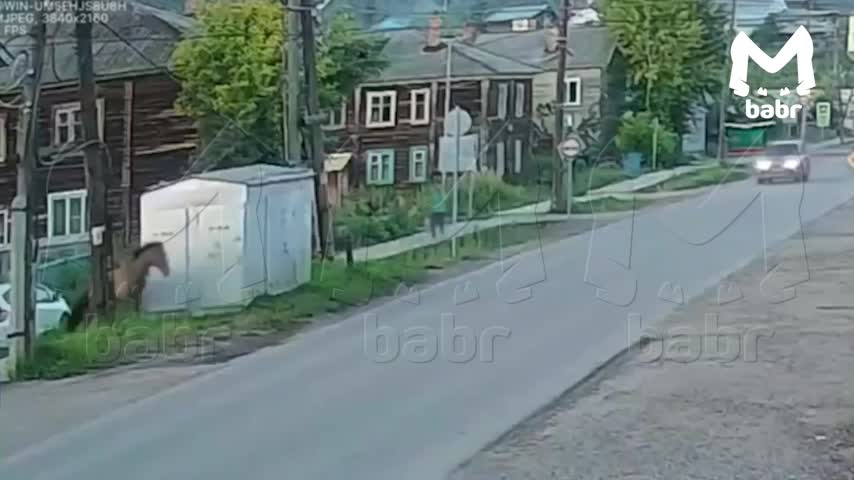 Лошадь неожиданно выбежала под колеса внедорожника в Иркутской области