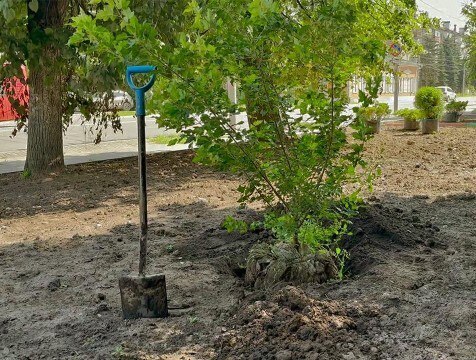 3,5 тысячи деревьев и кустарников посадили в Калуге за лето   В Калуге продолжаются озеленение. Промежуточные его итоги подвели на городской планёрке 12 августа. На сегодняшний день работы уже проведены на улице Ленина, Гагарина, Тульская, 67, площадь Старый Торг и внешнем периметре сквера Мира. Новый зелёный уголок создали в сквере Медработников. Всего в городе в этом сезоне высажено 3514 растений.