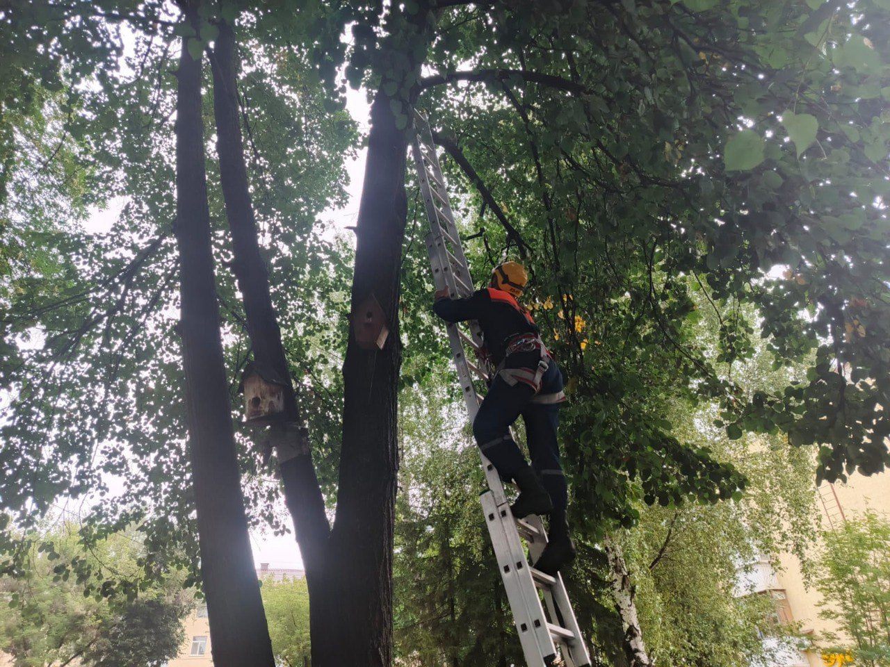 ‍  В Уфе спасли кошку, которая три дня просидела на дереве  Инцидент произошел в Черниковке. Как сообщили в Управлении гражданской защиты города, на дерево хвостатая забралась еще в пятницу, 25 июля, но за выходные так и не слезла. Как оказалось, кошка домашняя. Хозяева пытались достать ее самостоятельно, но у них не получилось – пушистая экстремалка вскарабкалась на высоту в семь метров.   Сегодня, 28 июля, на помощь пришли спасатели. Воспользовавшись лестницей, они спустили кошку и вернули ее в семью.