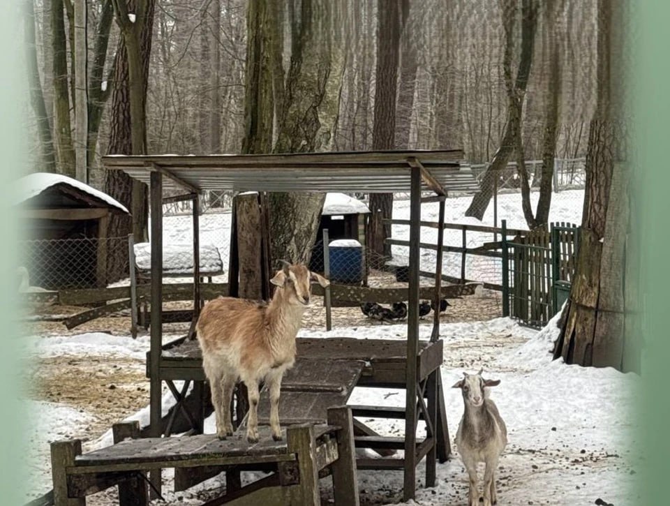В частном зоопарке в Светлогорске нашли многочисленные нарушения Специалисты ведомства установили что животные обеспечены кормами и водой но документы на них не соответствуют требованиям Нет также ветеринарных и сопроводительных бумаг на самих коз а их вольеры загрязнены нет специальных площадок для общения с животными при наличии контактных козочек ИП Зайцева С Е получила предписание Нарушения предпринимательница должна устранить до 26 февраля Фото Россельхознадзор