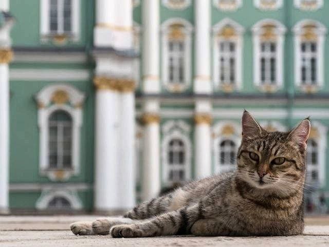 Меценат из Франции оставил наследство котам, которые живут в питерском Эрмитаже. На территории музея сейчас живёт не меньше 50 ! котов — пушистые защищают коллекцию от грызунов. Юристы уже занимаются документами, чтобы все животные получили законное наследство. Так в любви к котикам ещё никто не признавался.
