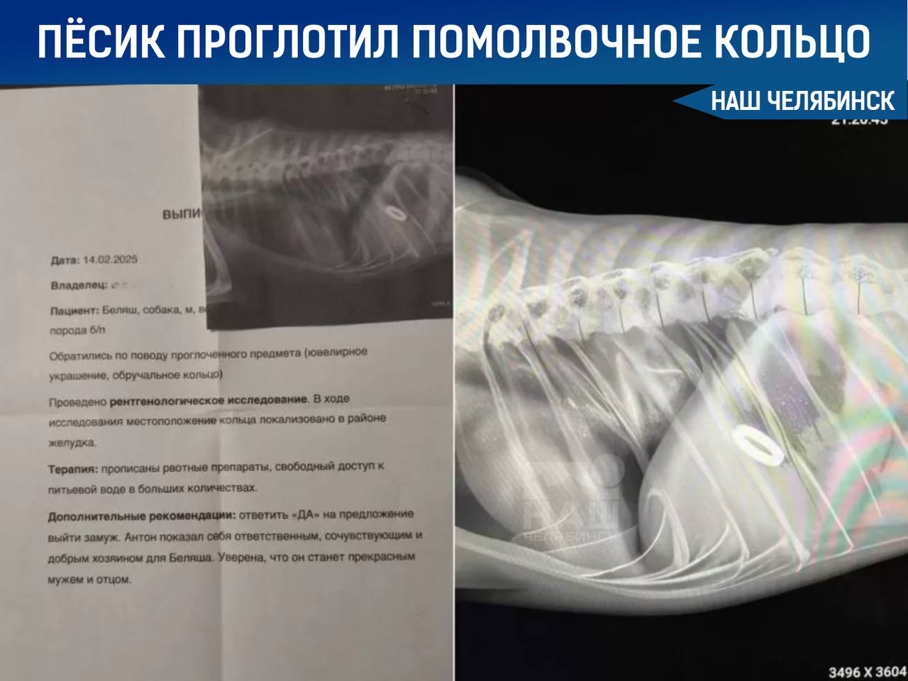 14 февраля собака по кличке Беляш из Челябинска проглотила кольцо, которое парень собирался подарить своей девушке во время предложения  Однако парень не растерялся и попросил ветеринара составить справку с «специальной рекомендацией» — ответить «да» на его предложение о замужестве.    Подписаться на «Наш Челябинск»