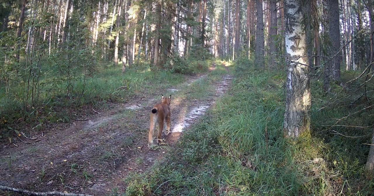 Фотоловушка в заповеднике Большая Кокшага в Марий Эл запечатлела редкого зверя рысь Пока представитель кошачьих выглядит по летнему яркие рыжеватые оттенки которые особенно подчеркиваются в солнечную погоду Так как рысь это животное осторожное ее нечасто можно встретить на кадрах фотоловушек однако исключения все же бывают Известно что это хищник предпочитает есть только свежую дичь но в сложные периоды не откажется и от падали Но ест она ее не слишком тщательно оставляя после себя пищу для более мелких хищников рассказали в заповеднике Большая Кокшага Скрин заповедник Большая Кокшага