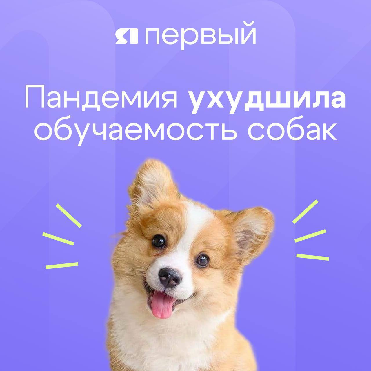 Пандемия ухудшила обучаемость собак Исследование с участием 47 тысяч питомцев показало что пандемия повлияла на их обучаемость Хотя уровень страха и агрессии у собак не изменился те кто попал в семьи после 2020 года хуже поддавались дрессировке В то же время собаки которых дрессировали до пандемии адаптировались лучше Учёные объясняют это тем что во время пандемии многие люди брали собак из приютов а у новых владельцев не всегда хватало времени и ресурсов для регулярных занятий Эти данные помогут лучше понять поведение животных Подписаться Прислать новость