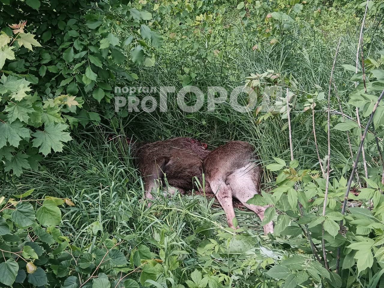 Еще одного лося сбили сегодня в районе села Оринино Моргаушского района. ДТП произошло около 12 часов дня. Информации о пострадавших и состоянии лося пока нет.